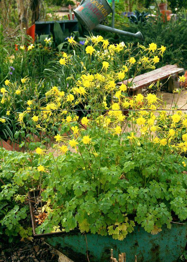 A local independent nursery was among first to handle Texas Gold columbines in nursery.